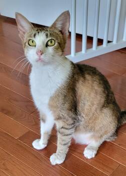 Moxie -  Domestic Short Hair Cat for Adoption in Aylett, Virginia - Moxie | PetCurious