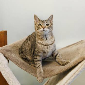 Domestic Short Hair Cats Available for Adoption - Lithium | PetCurious