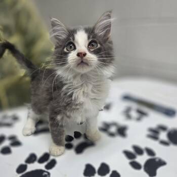 Domestic Long Hair Cats Available for Adoption in Incline Village, Nevada - Count Von Count | PetCurious