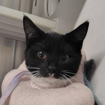 Mummy -  Domestic Short Hair Cat for Adoption in Dearborn, Michigan - Mummy | PetCurious