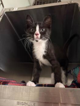 Domestic Short Hair Cats Available for Adoption in Ocala, Florida - Trout | PetCurious