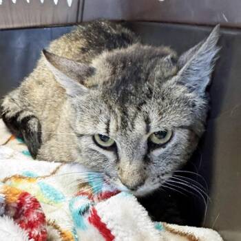 Domestic Medium Hair Cats Available for Adoption - Mama Fern | PetCurious