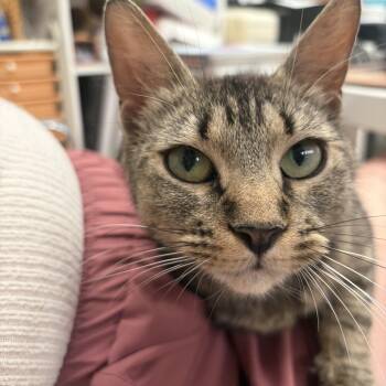 Skye -  Domestic Short Hair Cat Available for Adoption in Stamford, Connecticut - Skye | PetCurious