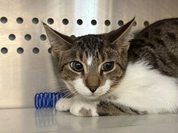 Domestic Short Hair and Tabby Cats Available for Adoption - Ben | PetCurious