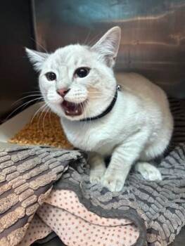 Siamese Cats Available for Adoption in El Paso, Texas - Galaxy | PetCurious