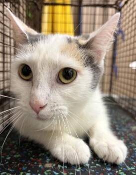 Sweater -  Domestic Short Hair Cat for Adoption in New Albany, Indiana - Sweater | PetCurious