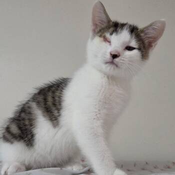 Quetzal -Preadoption ONLY -  Domestic Short Hair Cat for Adoption in Chilliwack, British Columbia - Quetzal -Preadoption ONLY | PetCurious
