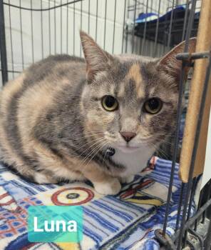 Luna -  Domestic Short Hair Cat for Adoption in Richmond, Indiana - Luna | PetCurious