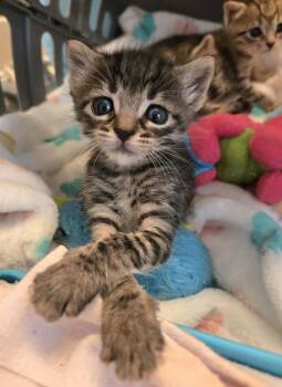Domestic Short Hair Cats Available for Adoption in Salinas, California - Marcy Mae | PetCurious