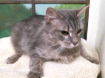 Domestic Medium Hair and Domestic Short Hair Cats Available for Adoption in Houston, Texas - SERENA | PetCurious