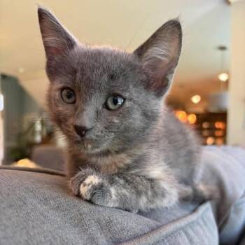 Doralee -  Domestic Short Hair Cat for Adoption in Fairway, Kansas - Doralee | PetCurious