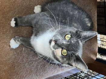 Rescue Domestic Short Hair Cats for Adoption in Caseville, Michigan - Stella | PetCurious