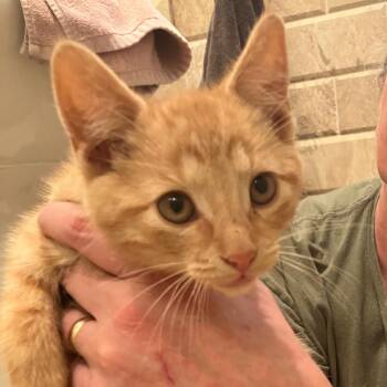 Gingerale -  Domestic Short Hair Cat for Adoption in Ferndale, Michigan - Gingerale | PetCurious