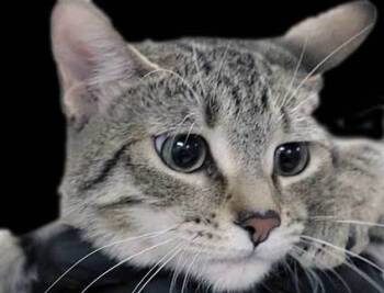 Rescue Domestic Short Hair Cats for Adoption in Wildomar, California - 801315 | PetCurious