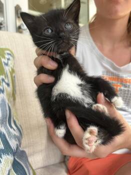 Domestic Short Hair Cats Available for Adoption in Camden, South Carolina - Saluda (available For Pre-adoption) | PetCurious