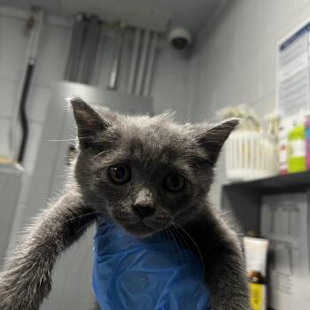 Minnie -  Domestic Short Hair Cat for Adoption in Summerville, South Carolina - Minnie | PetCurious