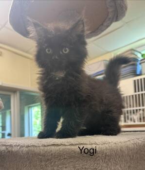 Yogi -  Domestic Long Hair Cat for Adoption in Ulster, Pennsylvania - Yogi | PetCurious