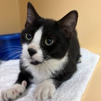 Rescue Domestic Short Hair Cats for Adoption in East Hanover, New Jersey - John | PetCurious