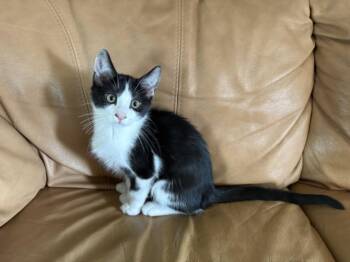 SUIT -  Domestic Short Hair Cat for Adoption in Burbank, California - SUIT | PetCurious