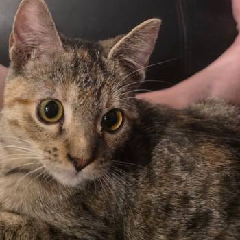 Rescue Domestic Short Hair Cats for Adoption in Hackett, Arkansas - Livvie | PetCurious