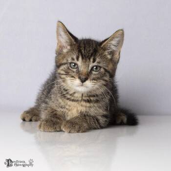Hudson -  Domestic Short Hair Cat for Adoption in Maryville, Tennessee - Hudson | PetCurious