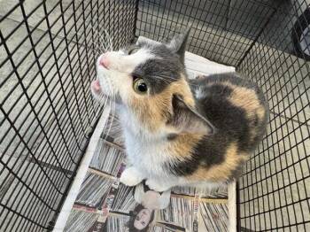 Domestic Short Hair Cats Available for Adoption in San Antonio, Texas - MIA | PetCurious