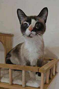 Siamese Cats Available for Adoption - Sky | PetCurious