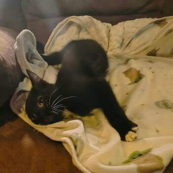 Aurora -  Domestic Short Hair Cat for Adoption in Pittsburg, Kansas - Aurora | PetCurious