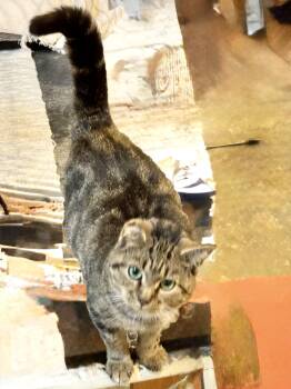 Rescue Domestic Short Hair Cats for Adoption in Syracuse, New York - Baby Cakes | PetCurious