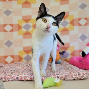 Tissaia -  Domestic Short Hair Cat for Adoption in Alpine, Texas - Tissaia | PetCurious