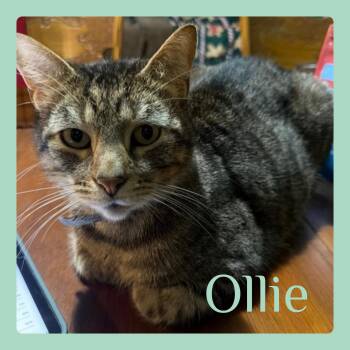 Tabby Cats Available for Adoption in Lawton, Oklahoma - OLLIE | PetCurious