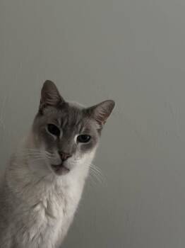 Yolo -  British Shorthair Cat for Adoption in Naples, Florida - Yolo | PetCurious