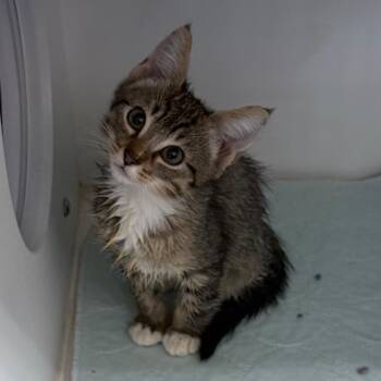 Cerberus -  Domestic Short Hair Cat for Adoption in League City, Texas - Cerberus | PetCurious
