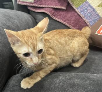 Elio -  Tiger Cat for Adoption in Lewis Center, Ohio - Elio | PetCurious
