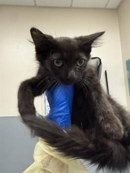 SQUIDWARD -  Domestic Short Hair Cat for Adoption in Las Vegas, Nevada - SQUIDWARD | PetCurious