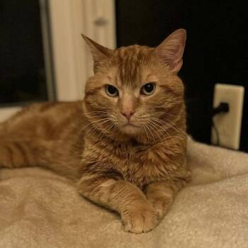 Tabby Cats Available for Adoption in Hamilton, Ontario - Edgar - Gentle Big Boy | PetCurious