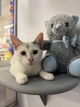 Crimson -  Siamese Cat for Adoption in Austin, Texas - Crimson | PetCurious