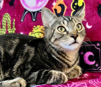 Rescue Domestic Short Hair Cats for Adoption in Salinas, California - Brody | PetCurious