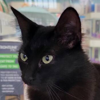 Coco -  Domestic Long Hair Cat for Adoption in Santa Fe, Texas - Coco | PetCurious