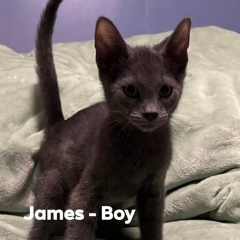 Rescue Domestic Short Hair Cats for Adoption in Monroe, Michigan - James | PetCurious