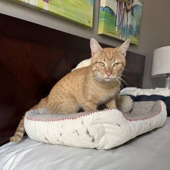 Domestic Short Hair Cats Available for Adoption - Pancake | PetCurious