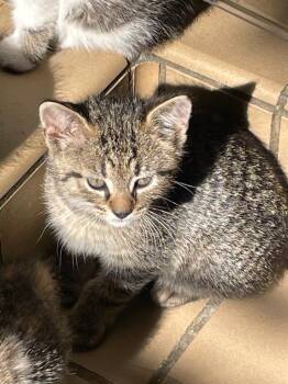 Mick -  Domestic Short Hair Cat for Adoption in Westfield, New York - Mick | PetCurious