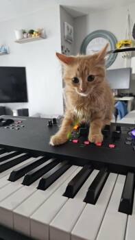 Simba -  Domestic Long Hair Cat for Adoption in Chicago, Illinois - Simba | PetCurious