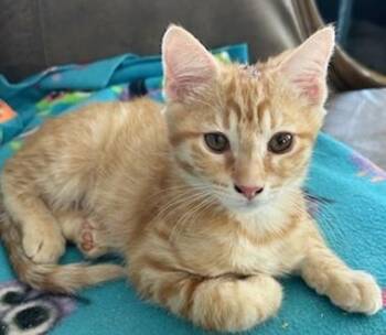 Domestic Short Hair Cats Available for Adoption in North Highlands, California - Morgan L | PetCurious