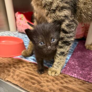 Spatzle -  Domestic Short Hair Cat for Adoption in Spring Hill, Kansas - Spatzle | PetCurious