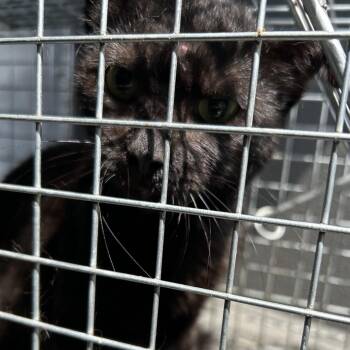 Nullzilla -  Domestic Short Hair Cat for Adoption in Greensboro, North Carolina - Nullzilla | PetCurious