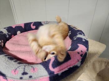 Owen -  Domestic Short Hair Cat for Adoption in Wheaton, Illinois - Owen | PetCurious