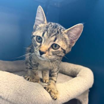 Ondine -  Domestic Short Hair Cat for Adoption in Watertown, New York - Ondine | PetCurious