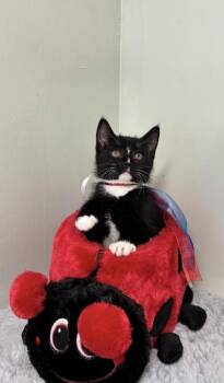 Gumdrop -  Domestic Short Hair Cat for Adoption in Picayune, Mississippi - Gumdrop | PetCurious