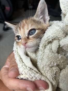 Blimey -  Calico and Tabby Cat for Adoption in Columbia, South Carolina - Blimey | PetCurious